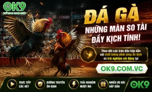 Trận Đá Gà nổi bật 1