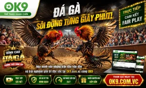 Đá Gà OK9 kèo hiển thị rõ
